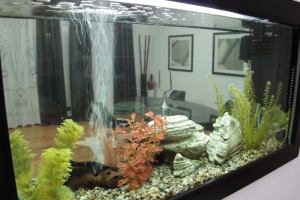 6-acquario